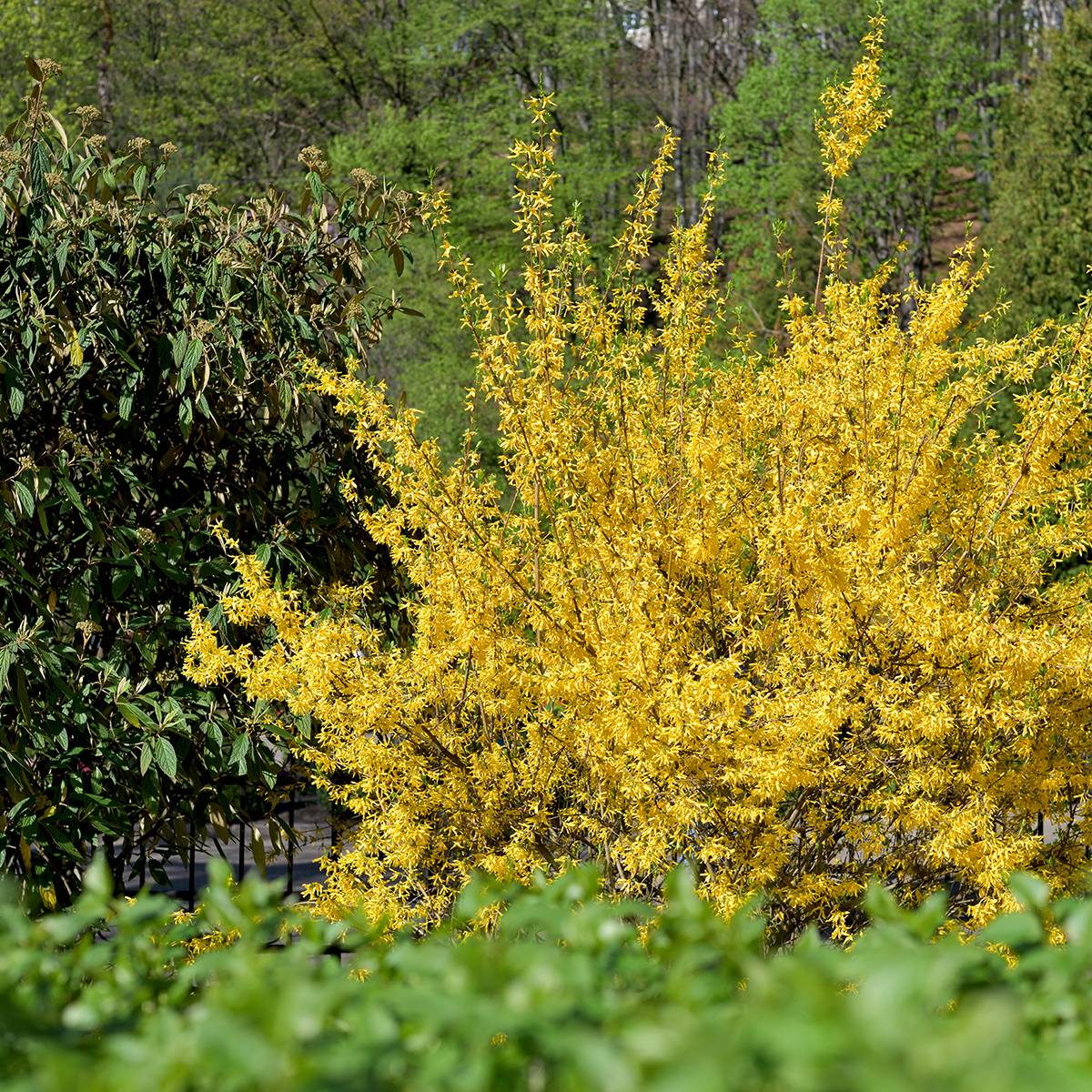 Promesse de Fleurs - Forsythia x intermedia Goldzauber - Mimosa de Paris Godet de 8/9 cm - Image 1