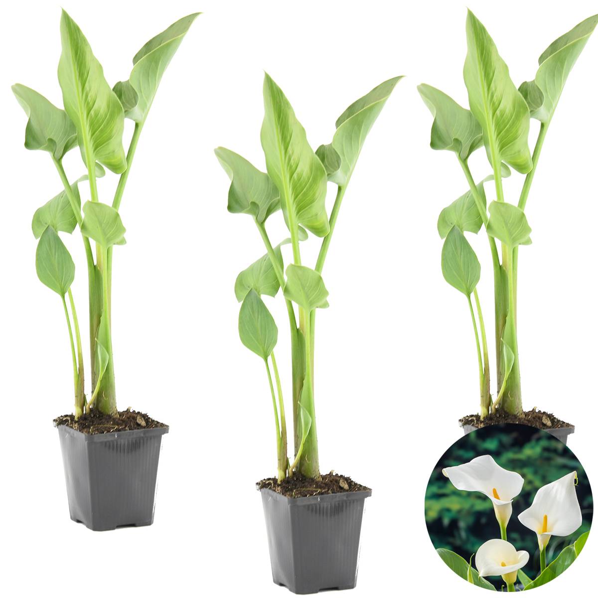 Lot de 3 - Zantedeschia Aethiopica - Arum blanc - Plantes de bassin - H. 10-20 cm - P. 9 cm - Image 4