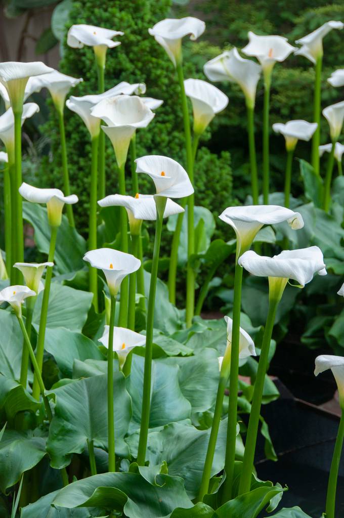 Lot de 3 - Zantedeschia Aethiopica - Arum blanc - Plantes de bassin - H. 10-20 cm - P. 9 cm - Image 3