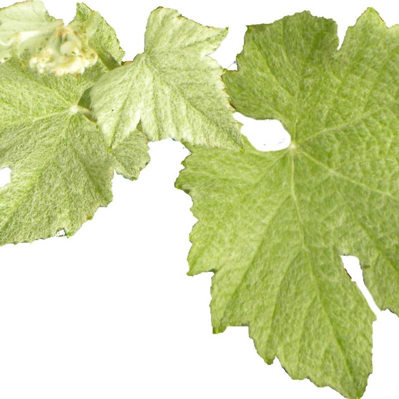 Vigne d'ornement Incana - Pot de 1,5L - Tuteur bambou 30/60 cm - Imagen 2