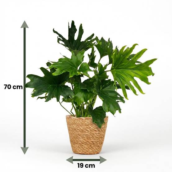 La Green Touch - Philodendron Lickety Split - D19 H70cm - Image 5
