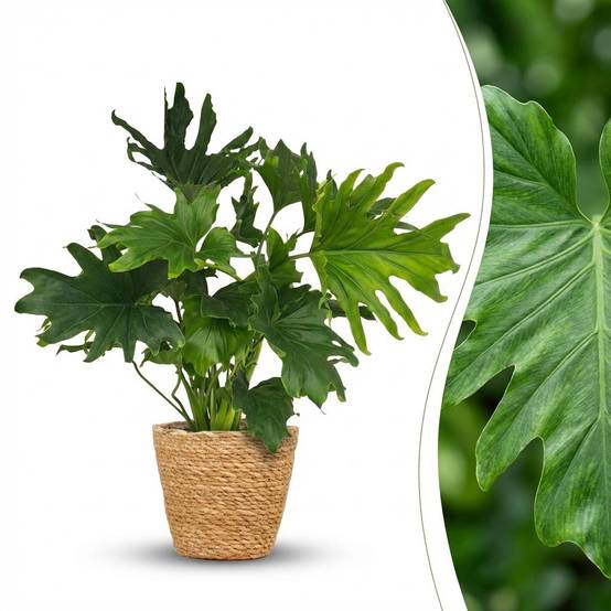 La Green Touch - Philodendron Lickety Split - D19 H70cm - Image 3