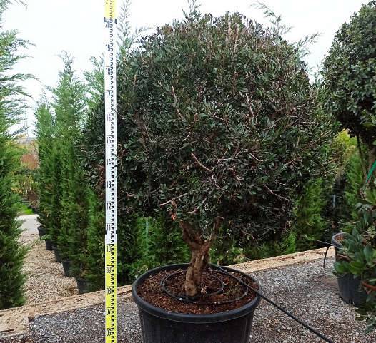 Sans Marque - Pistacia lentiscus (Pistache lentisque, Arbre à mastic) Couleur floraison:Vert - Taille:Pot de 65L - 130/150cm - Imagen 2