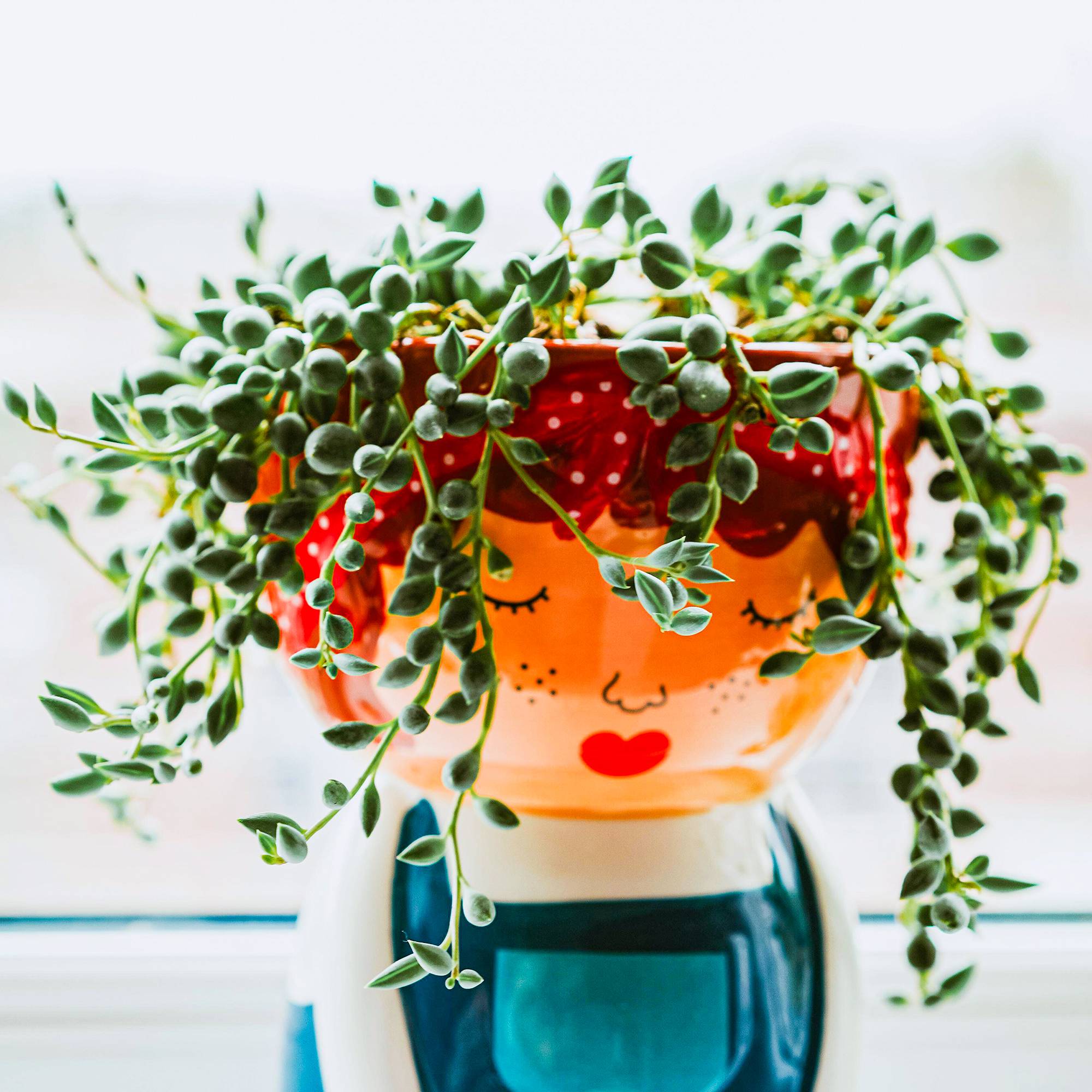 Gardenersdream - Senecio Rowleyanus – Plante Collier De Perles | Succulente D’Intérieur En Pot 20-30 Cm - GardenersDream - Imagen 1