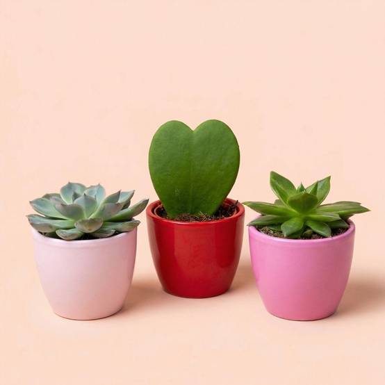 Plantes grasses cœur en mini pot - lot de 3 - rose et rouge - Ø6cm - Plantes d’intérieur - Image 1