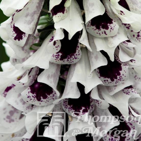 Graines de Digitalis Pam's Split - Digitale pourpre le sachet de 30 graines environ