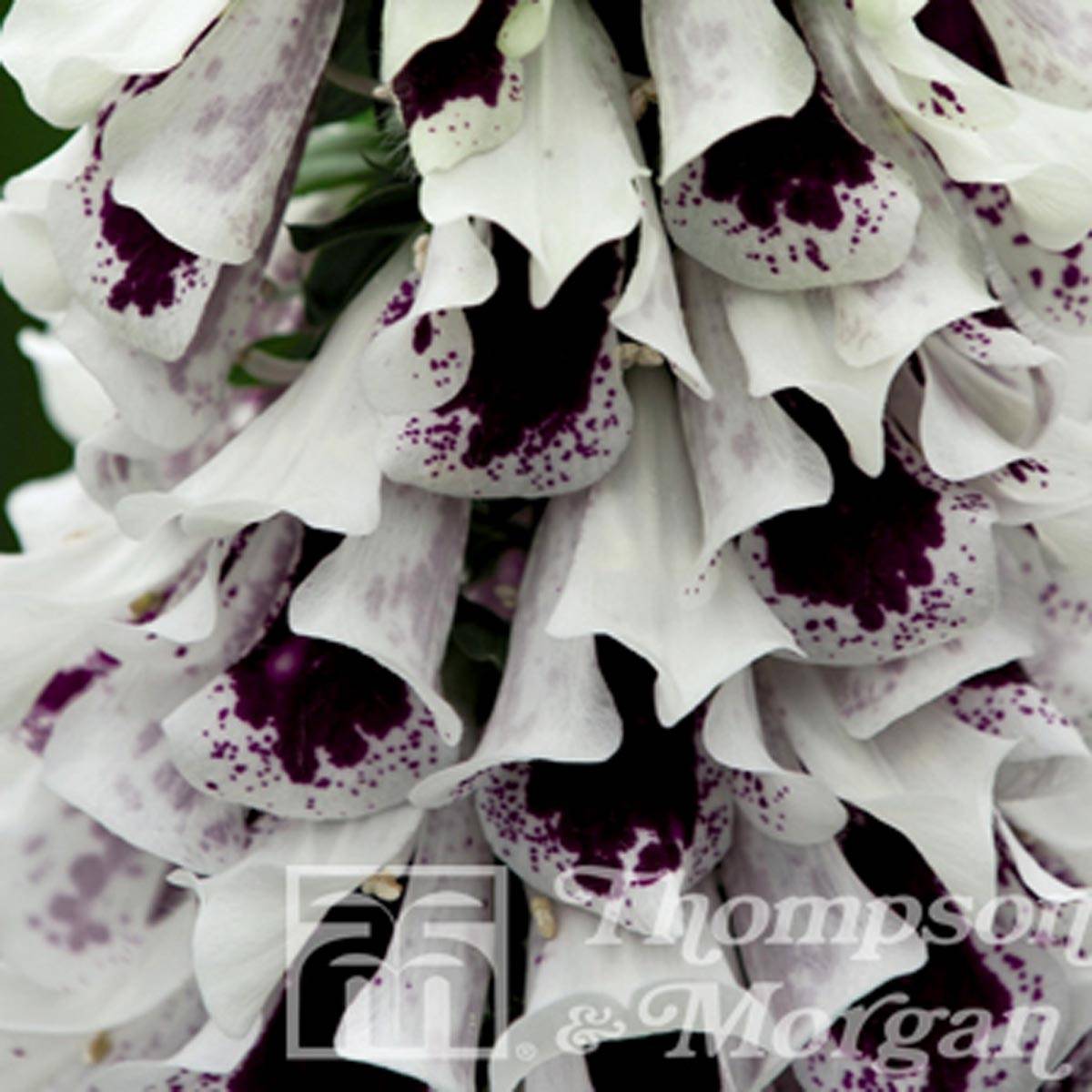 Graines de Digitalis Pam's Split - Digitale pourpre le sachet de 30 graines environ