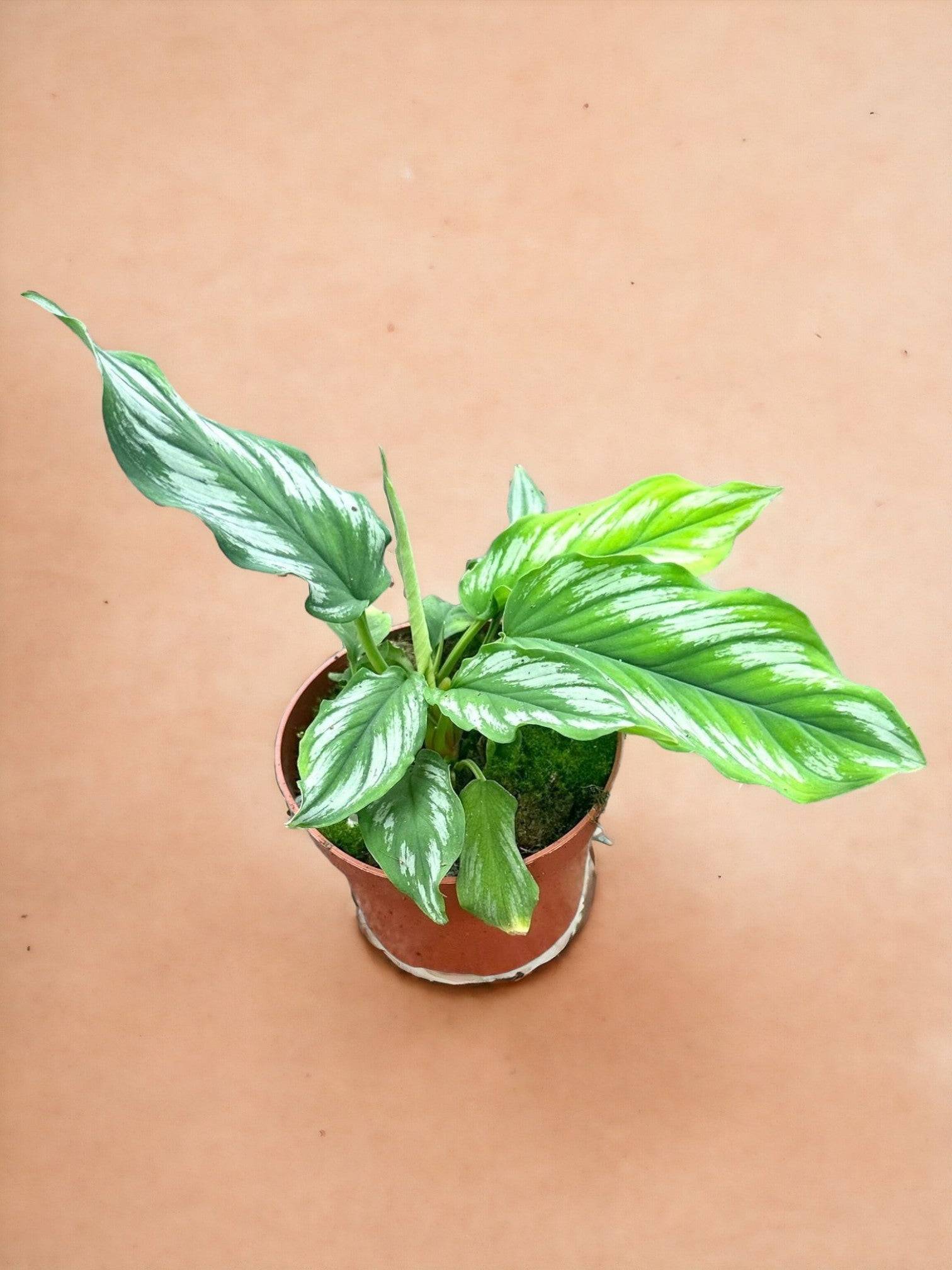 Homalomena Riau Sumatra- La Green Touch
