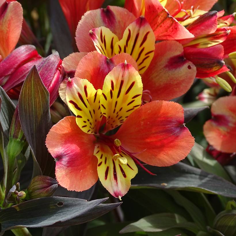 Alstroemeria Indian Summer - Lis des Incas Motte 4 cm x 4,5 cm, Jeune plant en mini-motte d'environ 3-5 cm de haut (par 3)
