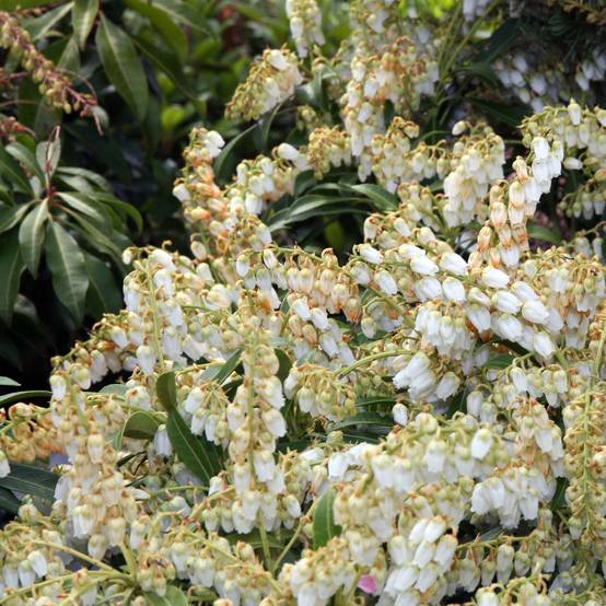 Promesse de Fleurs - Andromède du Japon - Pieris japonica Purity Pot de 3L/4L - Image 1
