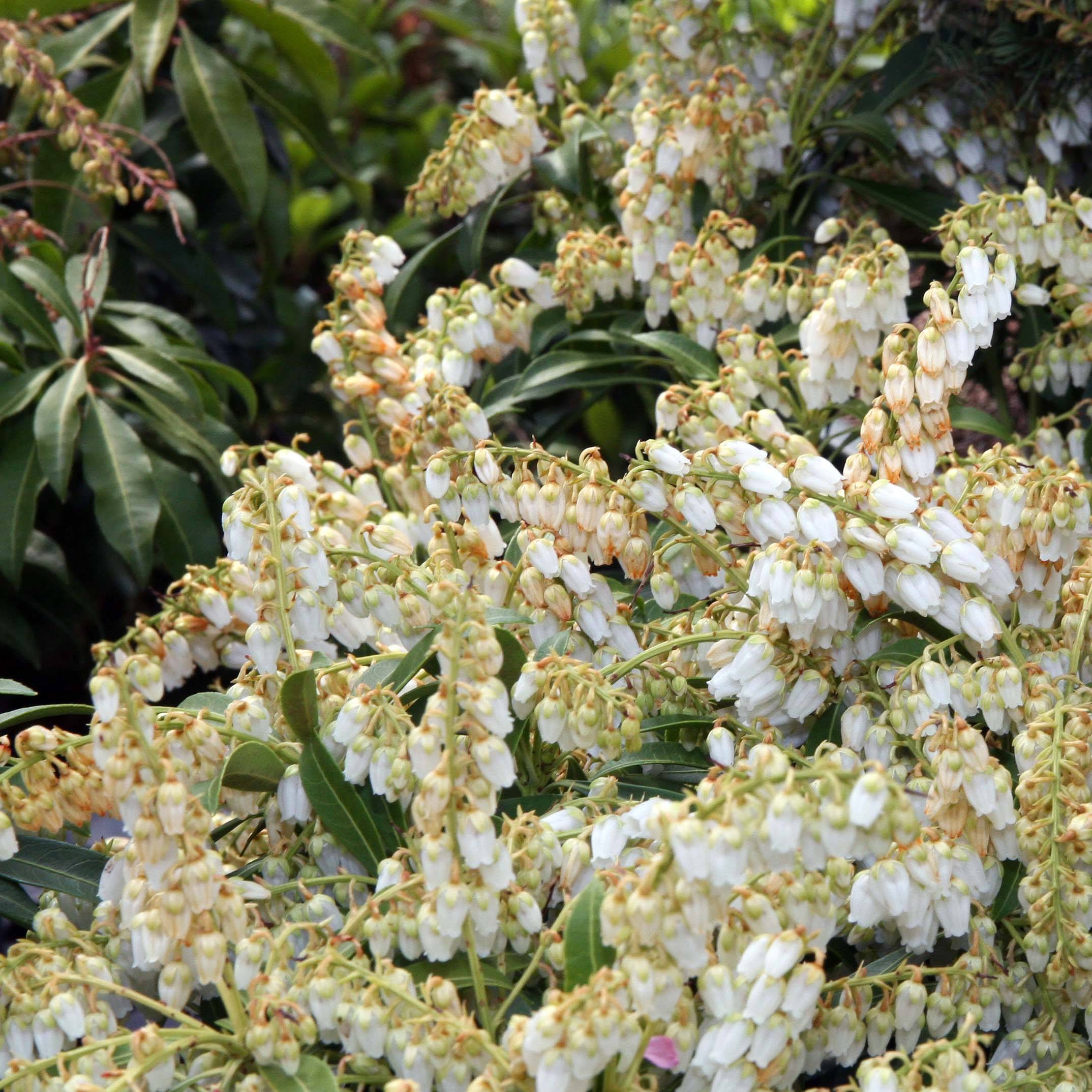 Promesse de Fleurs - Andromède du Japon - Pieris japonica Purity Pot de 3L/4L - Image 1