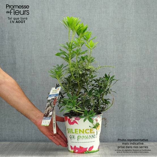 Promesse de Fleurs - Andromède du Japon - Pieris japonica Purity Pot de 3L/4L - Image 2