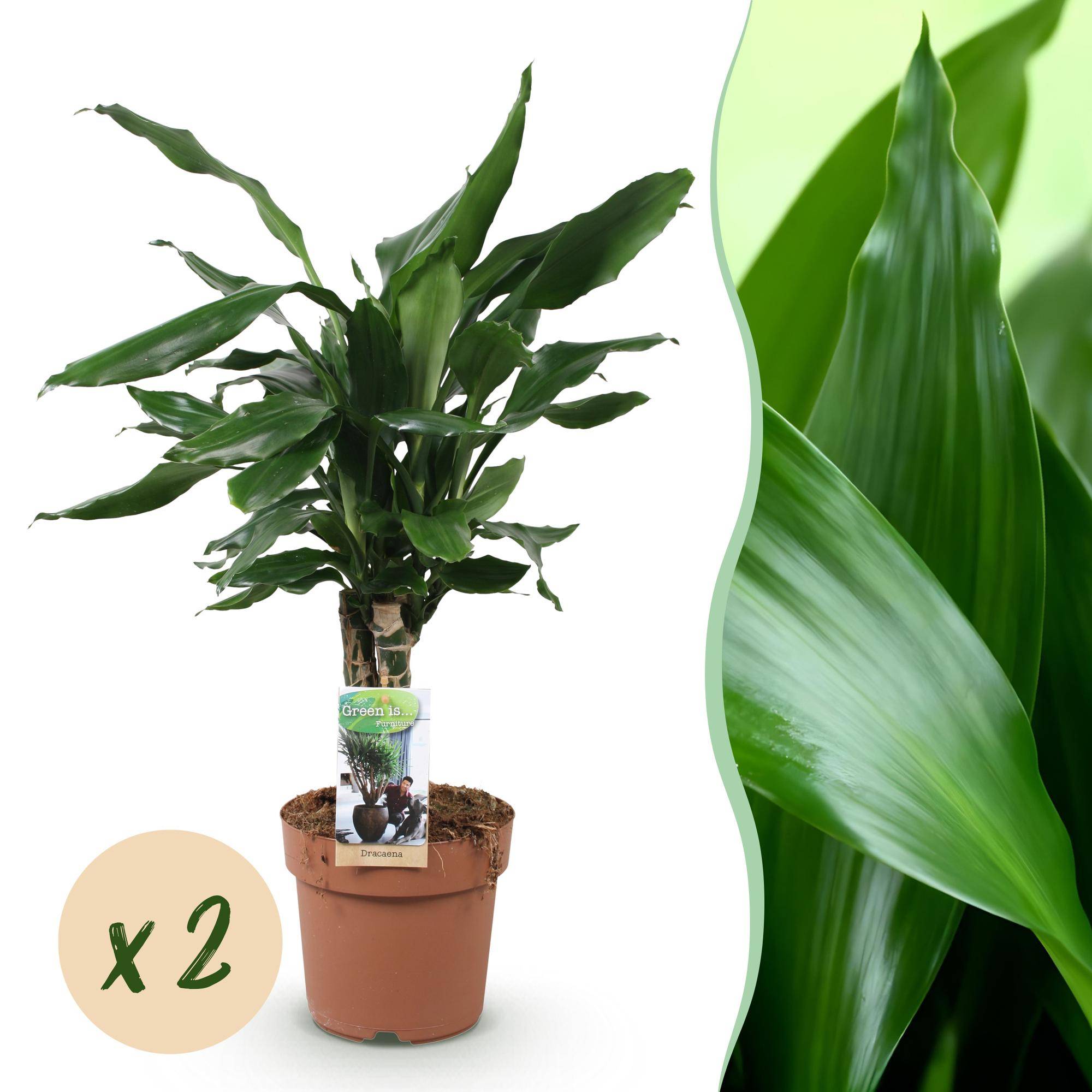 Dracaena fragrans Steudneri - Pot de 17cm - Hauteur 50-55cm - 2 plantes - Sans cache-pot - Plantes d'intérieur