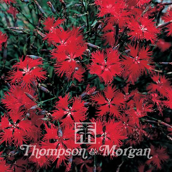Graines de d'Oeillet superbe Crimsonia - Dianthus superbus le sachet de 850 graines environ (0,5g)