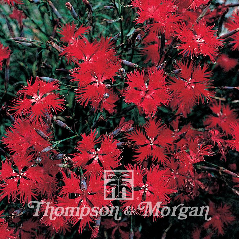 Graines de d'Oeillet superbe Crimsonia - Dianthus superbus le sachet de 850 graines environ (0,5g)