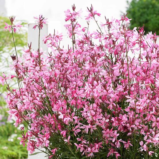 Gaura lindheimeri Baby Butterfly Dark Pink - Gaura de Lindheimer nain Godet de 8/9 cm
