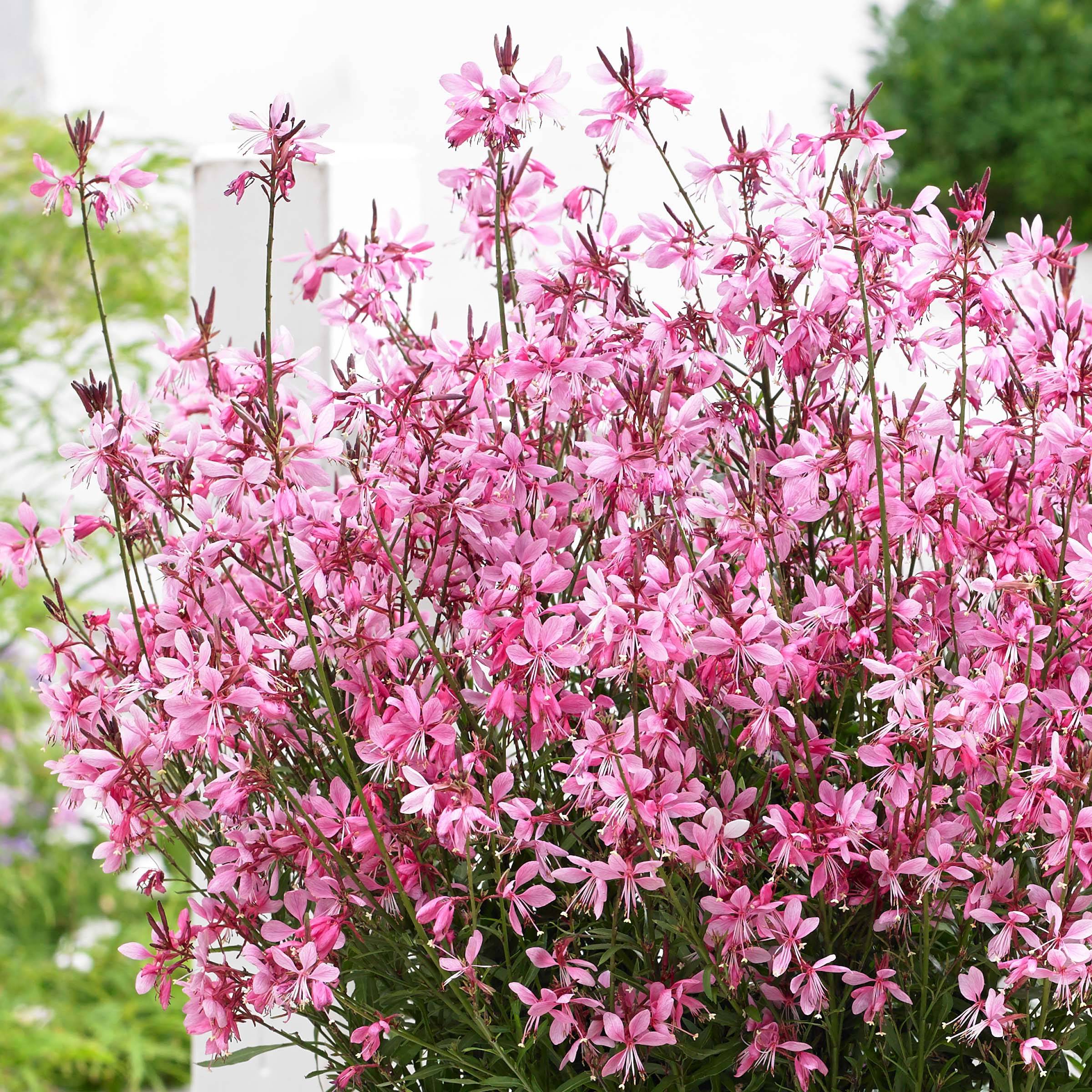 Gaura lindheimeri Baby Butterfly Dark Pink - Gaura de Lindheimer nain Godet de 8/9 cm