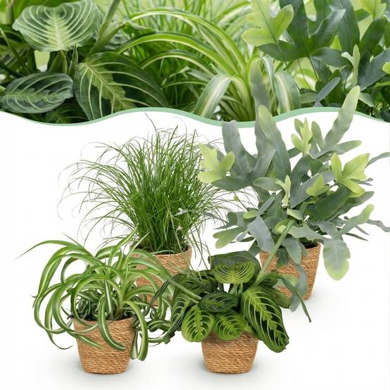 La Green Touch - Chlorophytum - H40cm - Image 3