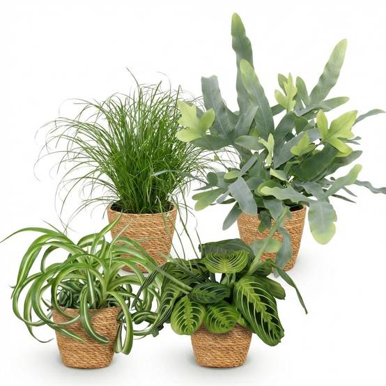 La Green Touch - Chlorophytum - H40cm - Image 5