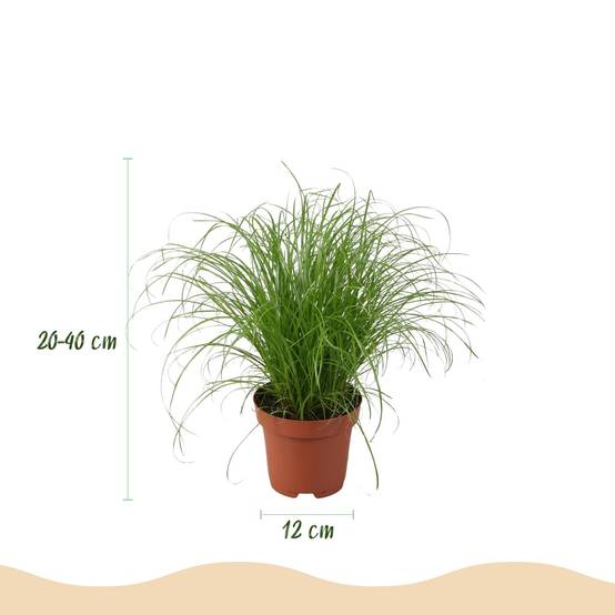 La Green Touch - Chlorophytum - H40cm - Image 4