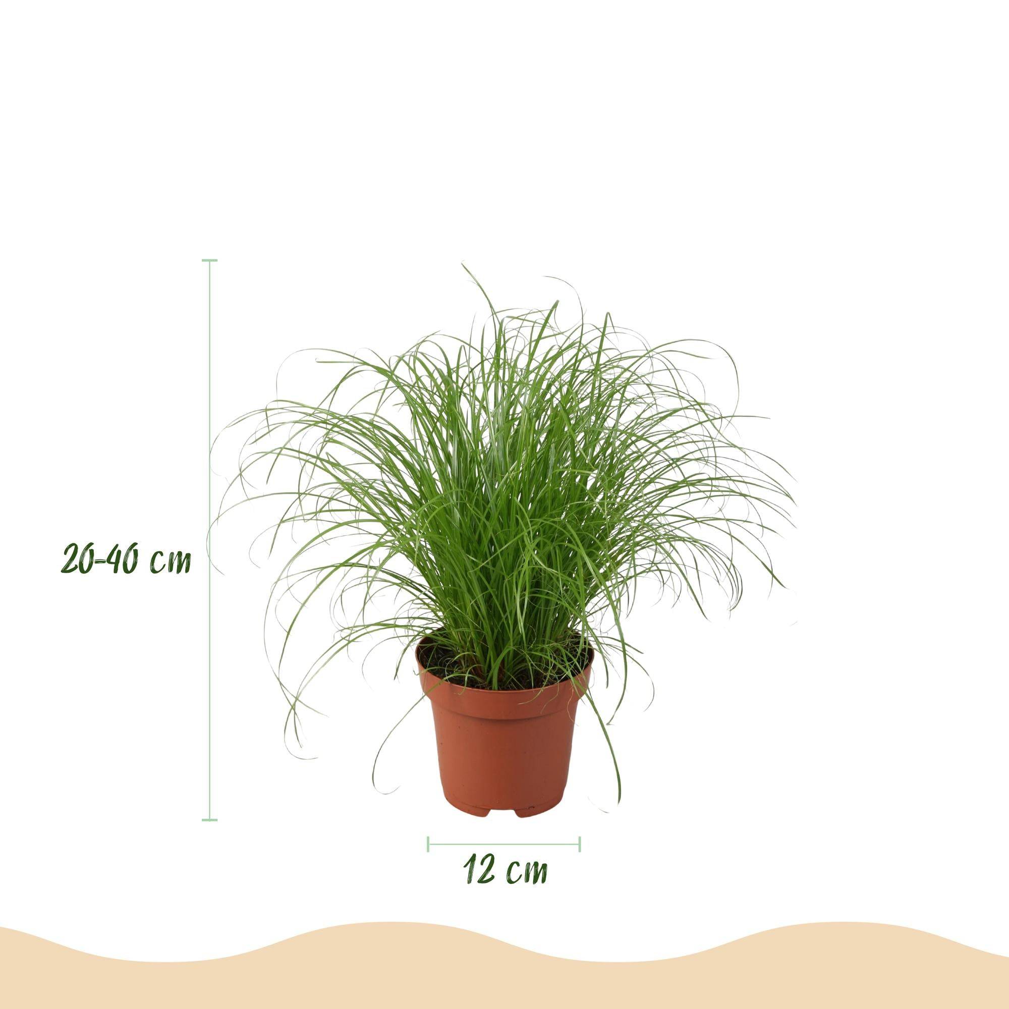 La Green Touch - Chlorophytum - H40cm - Image 4