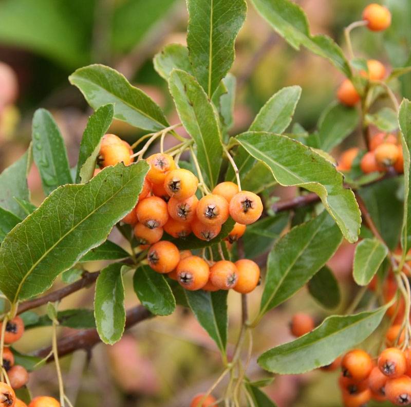 Promesse de Fleurs - Pyracantha Soleil d'or - Buisson ardent Pot de 2L/3L