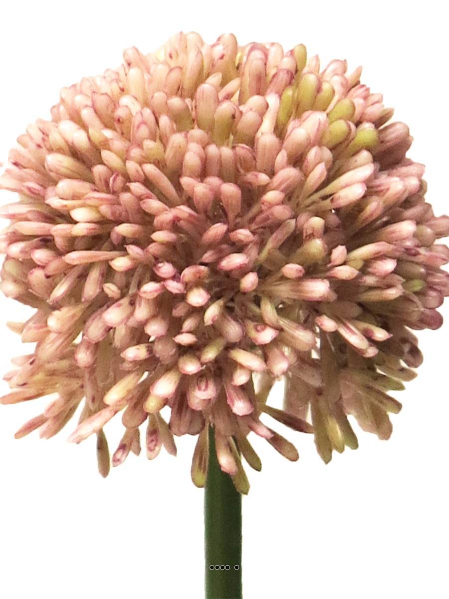 Artificielles - Allium artificiel en tige H 45 cm Rose - BEST - couleur: Rose - Imagen 3