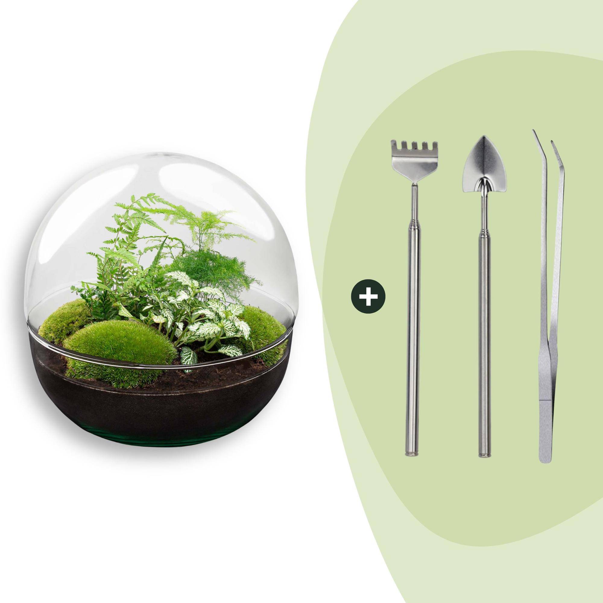 Terrarium à composer boule en verre recyclé - Ø30-H30cm - avec râteau, pelle et pince - Fern White - Terrarium DIY - Image 1