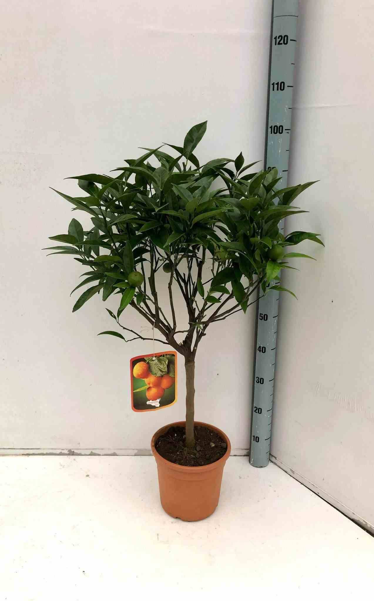 0 - Citrus clémentina ADULTE (Clementinier) Pot 80L - 150/175cm - Péri 30/40