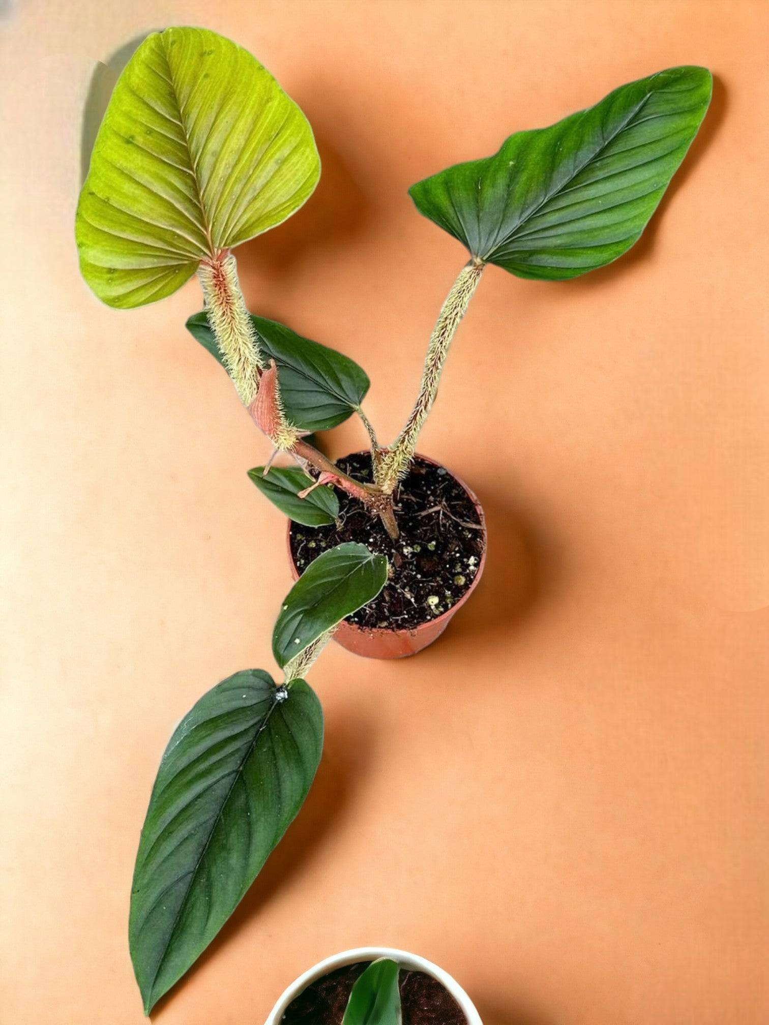 Philodendron Serpens- La Green Touch