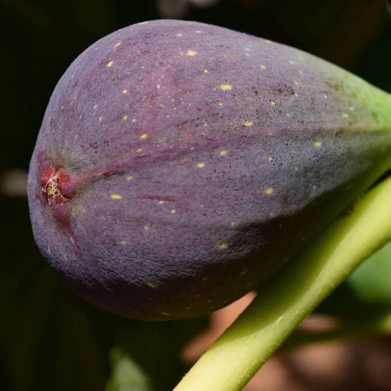 Figuier Osborn Prolific, Ficus carica - Bon rendement - Pot de 7,5L - 60/80 cm - De 3,00 m à 5,00 m - Image 4