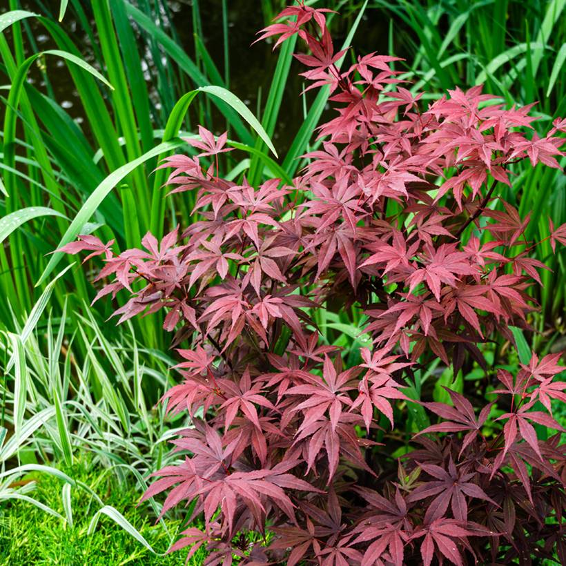 Promesse de Fleurs - Érable du Japon - Acer palmatum Atropurpureum Pot de 50L/55L