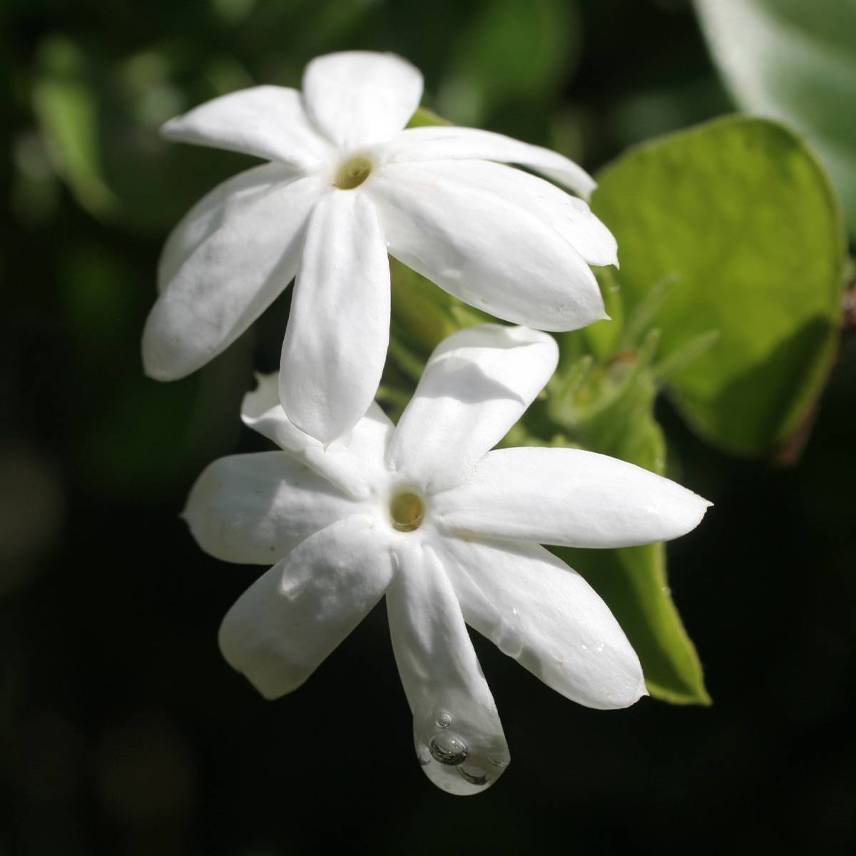 Promesse de Fleurs - Jasmin officinal - Jasminum officinale Affinis Pot de 1,5L/2L