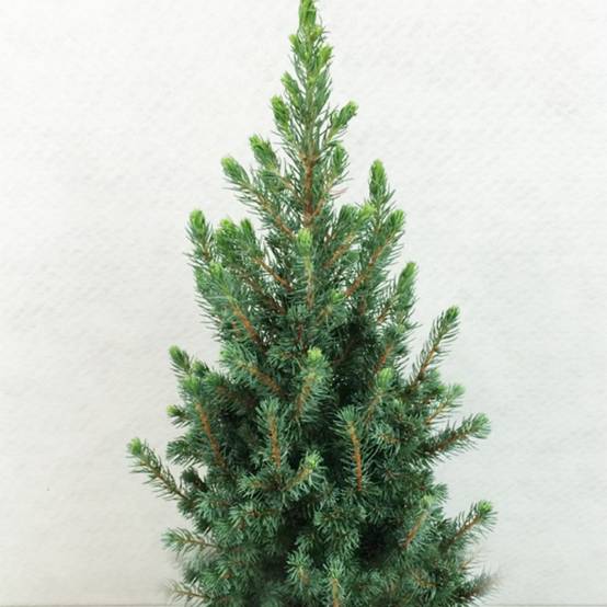 Epinette blanche - Picea glauca Conica Blue Pot de 3L/4L