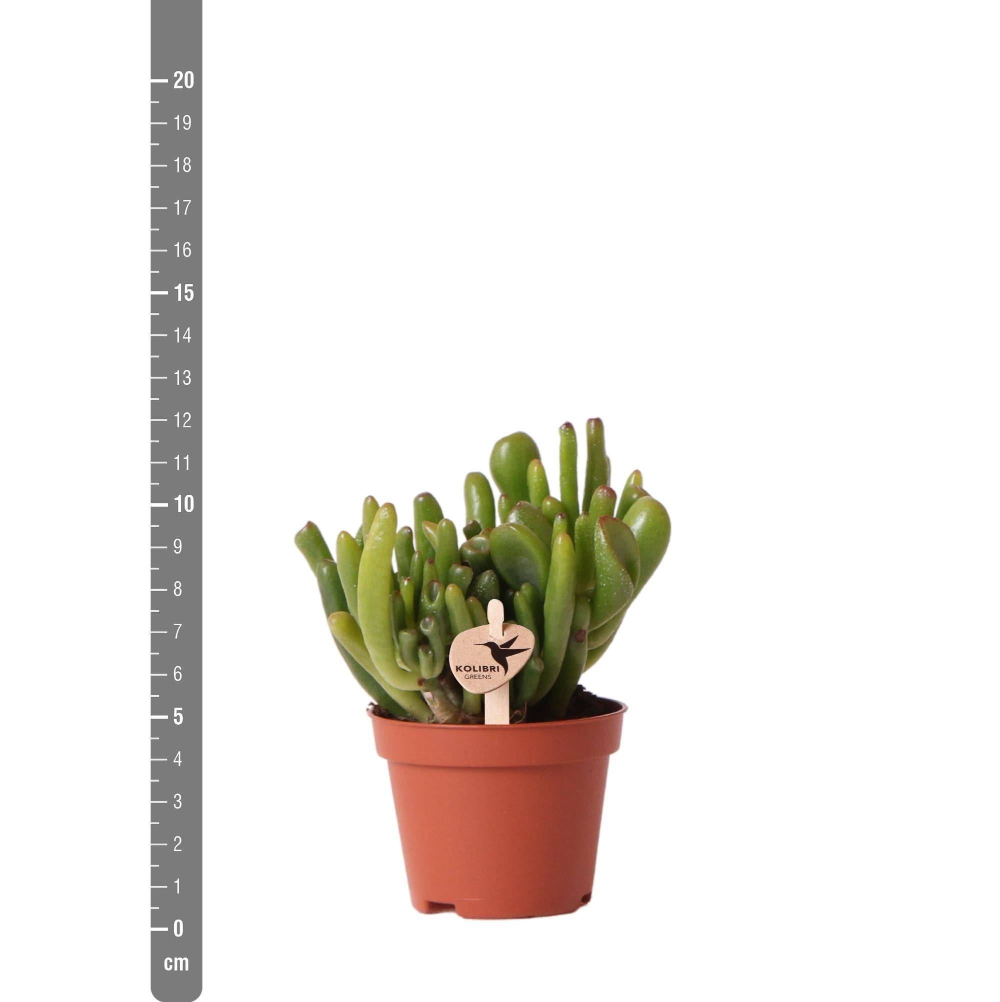 La Green Touch - Crassula Hobbit h12cm - plante grasse d'intérieur- La Green Touch - Imagen 2