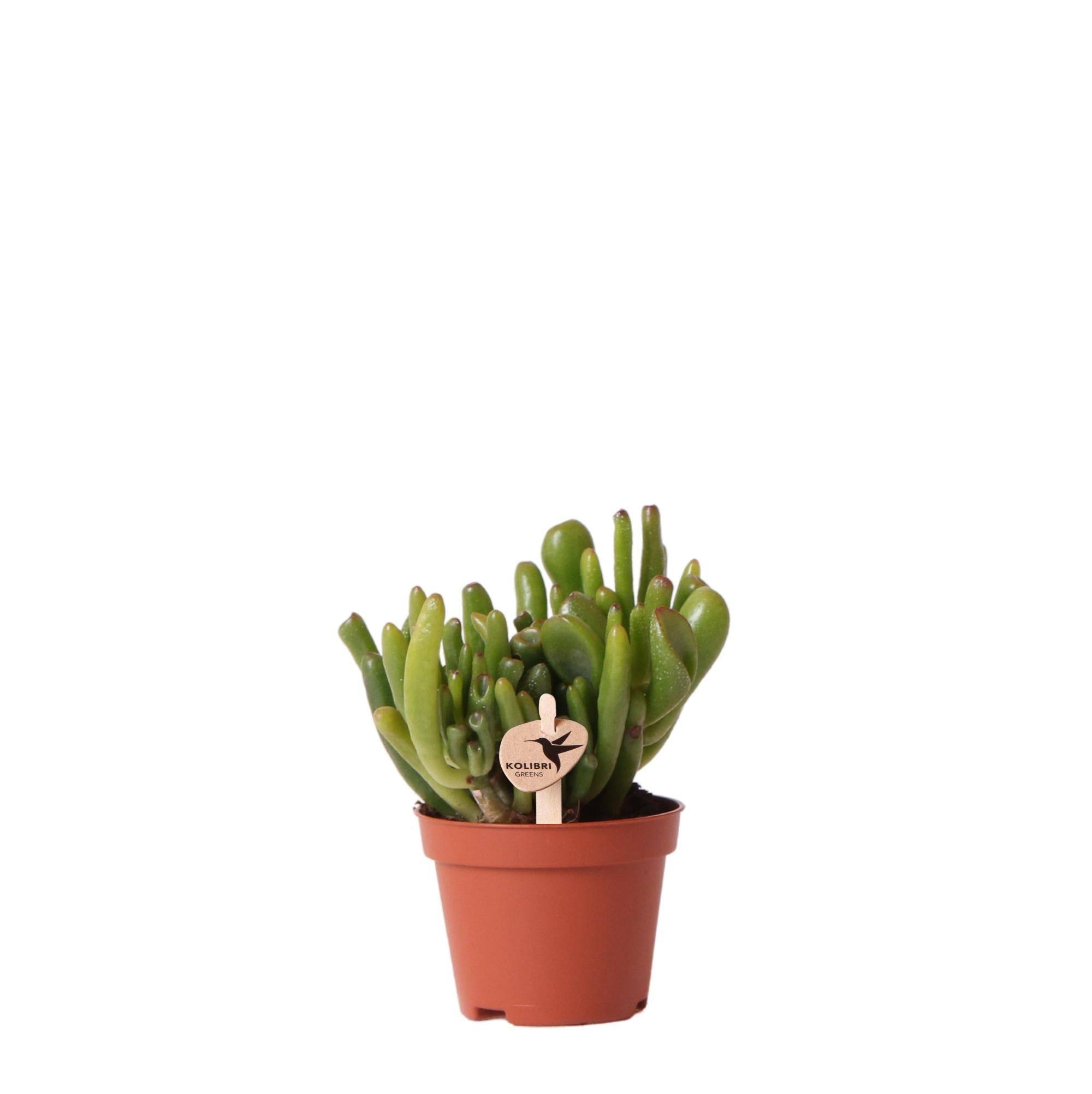 La Green Touch - Crassula Hobbit h12cm - plante grasse d'intérieur- La Green Touch - Imagen 1