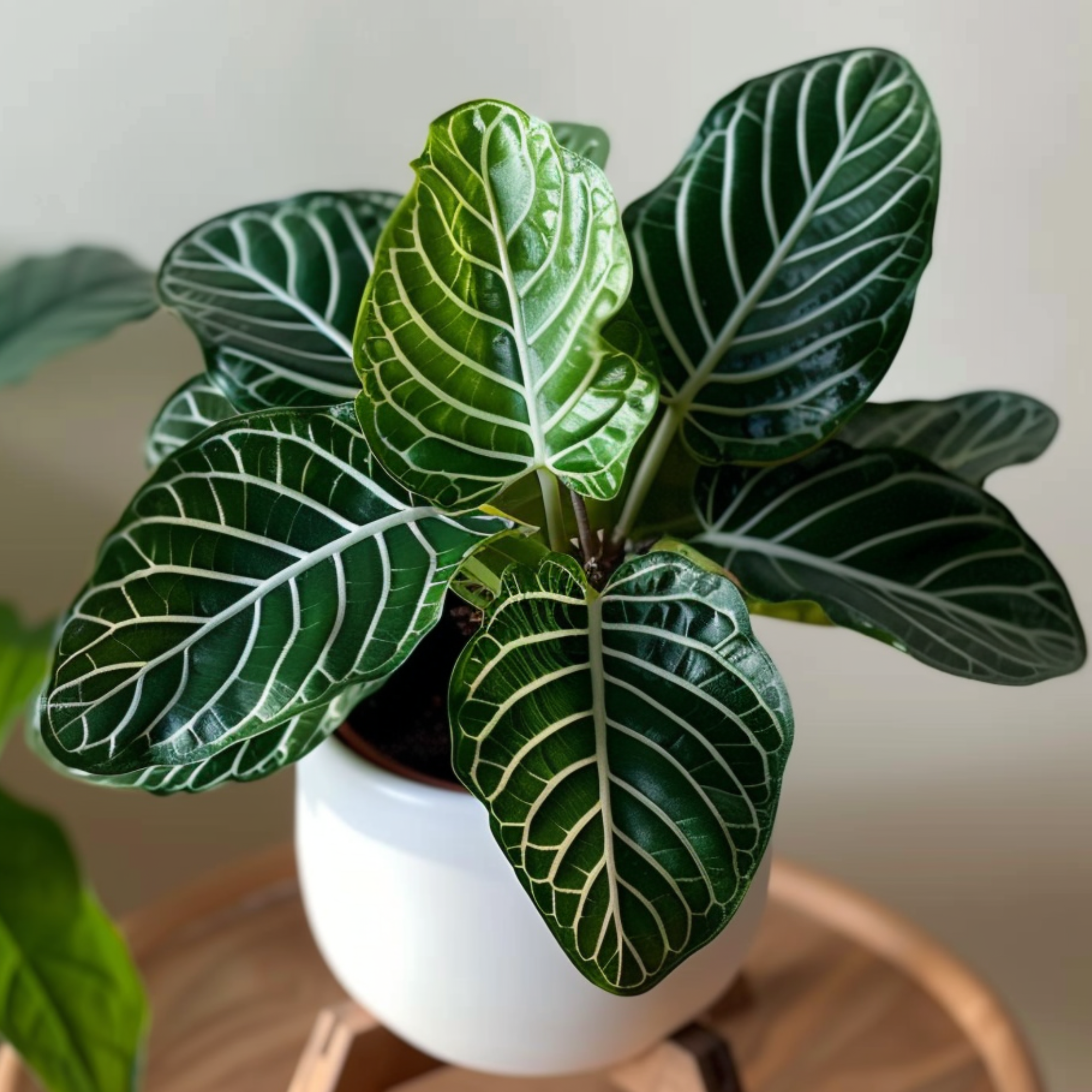 Plant In A Box - Plante à feuilles panachées - Aphelandra squarrosa 'Botanica' - H25-45cm - ⌀13cm - Image 2