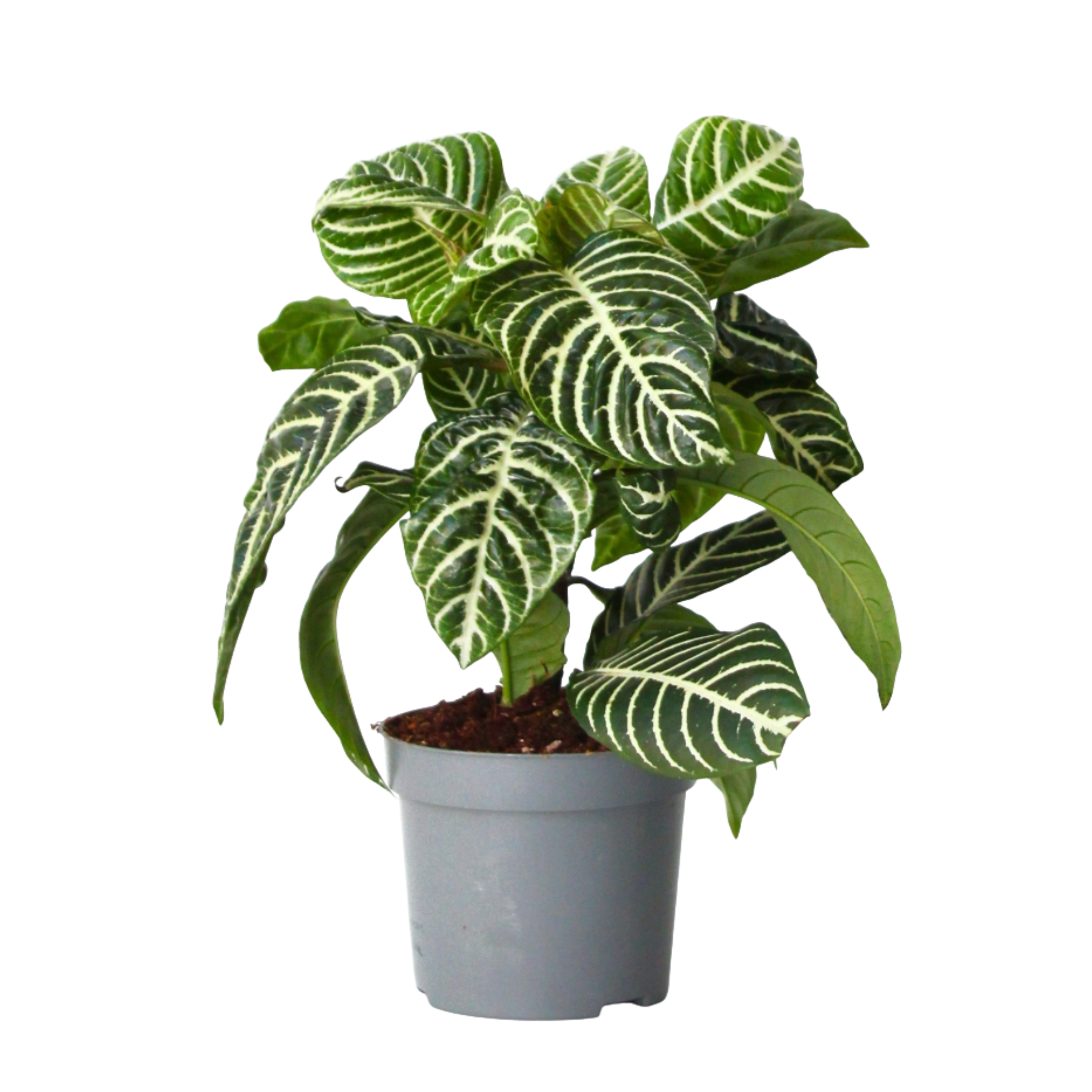 Plant In A Box - Plante à feuilles panachées - Aphelandra squarrosa 'Botanica' - H25-45cm - ⌀13cm