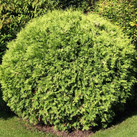 Promesse de Fleurs - Thuya du Canada - Thuja occidentalis Selena Pot de 7,5L/10L
