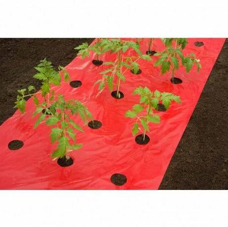 Film de paillage TOMATES, Long 5 m - Imagen 1