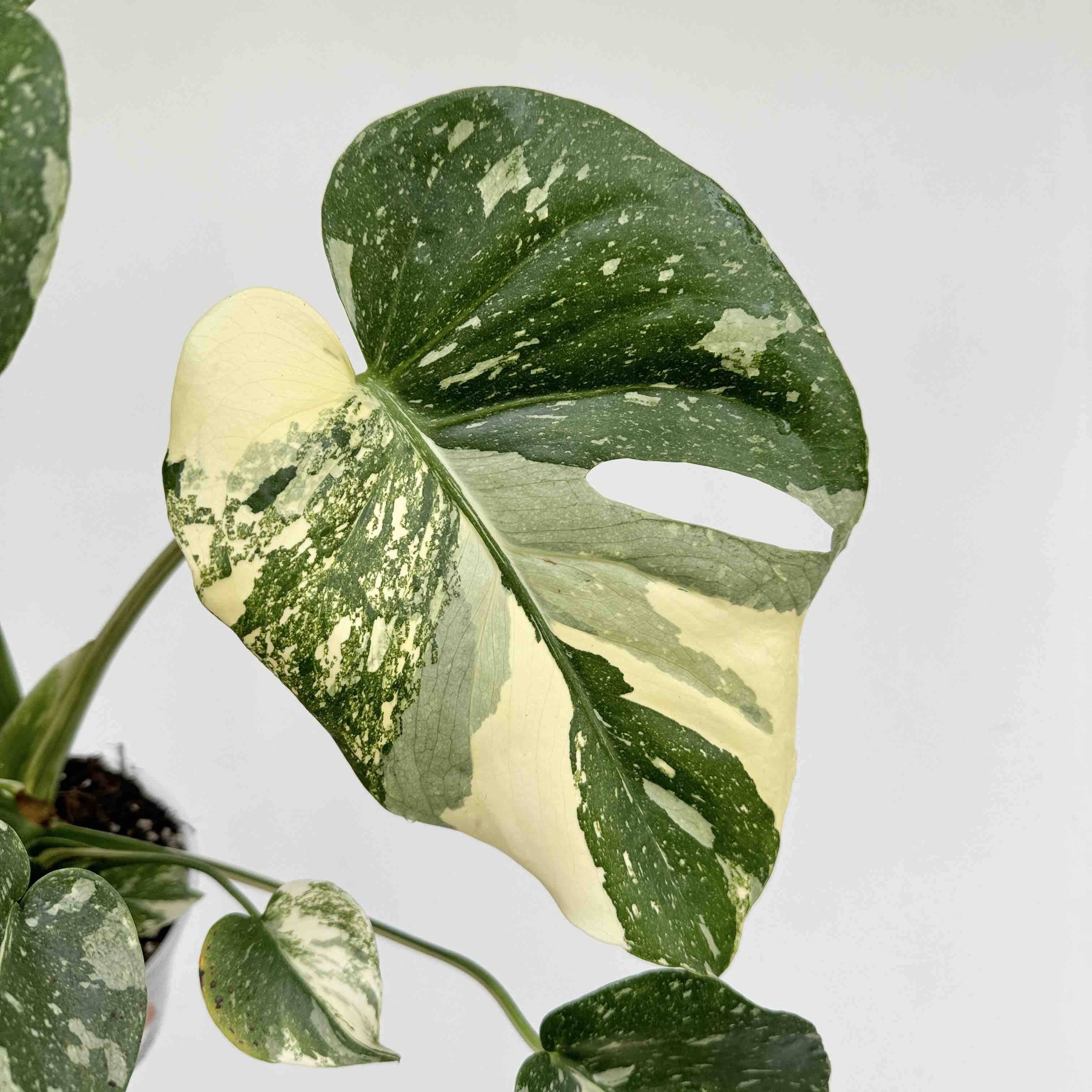 Monstera Thai Constellation - Pot de 9cm - Plantes d'intérieur - Image 5