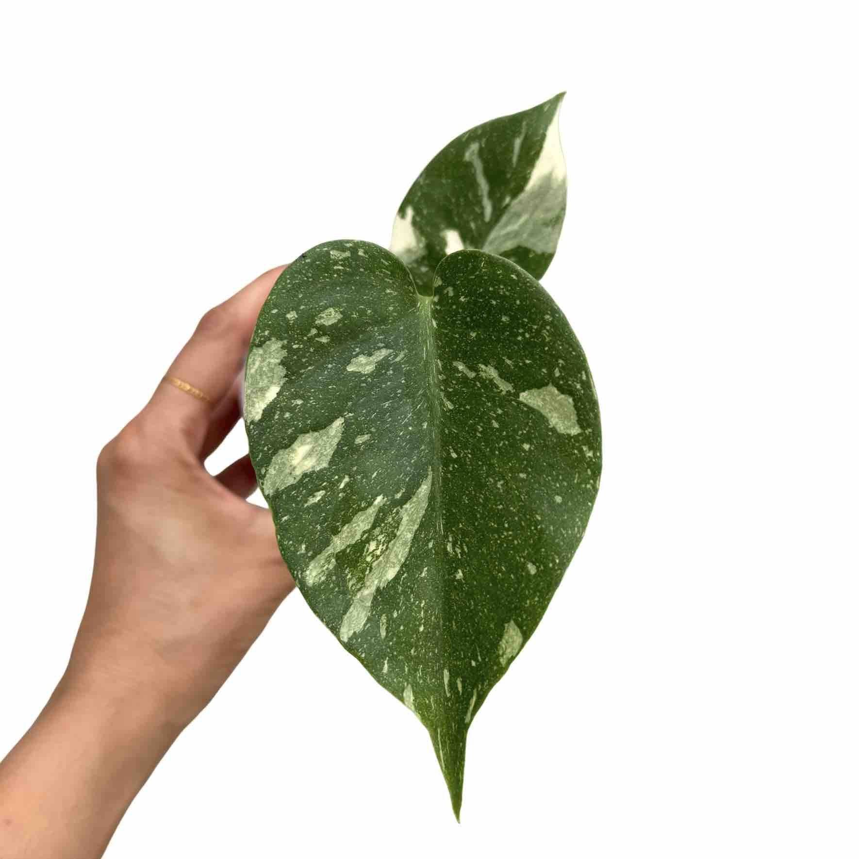 Monstera Thai Constellation - Pot de 9cm - Plantes d'intérieur - Image 1
