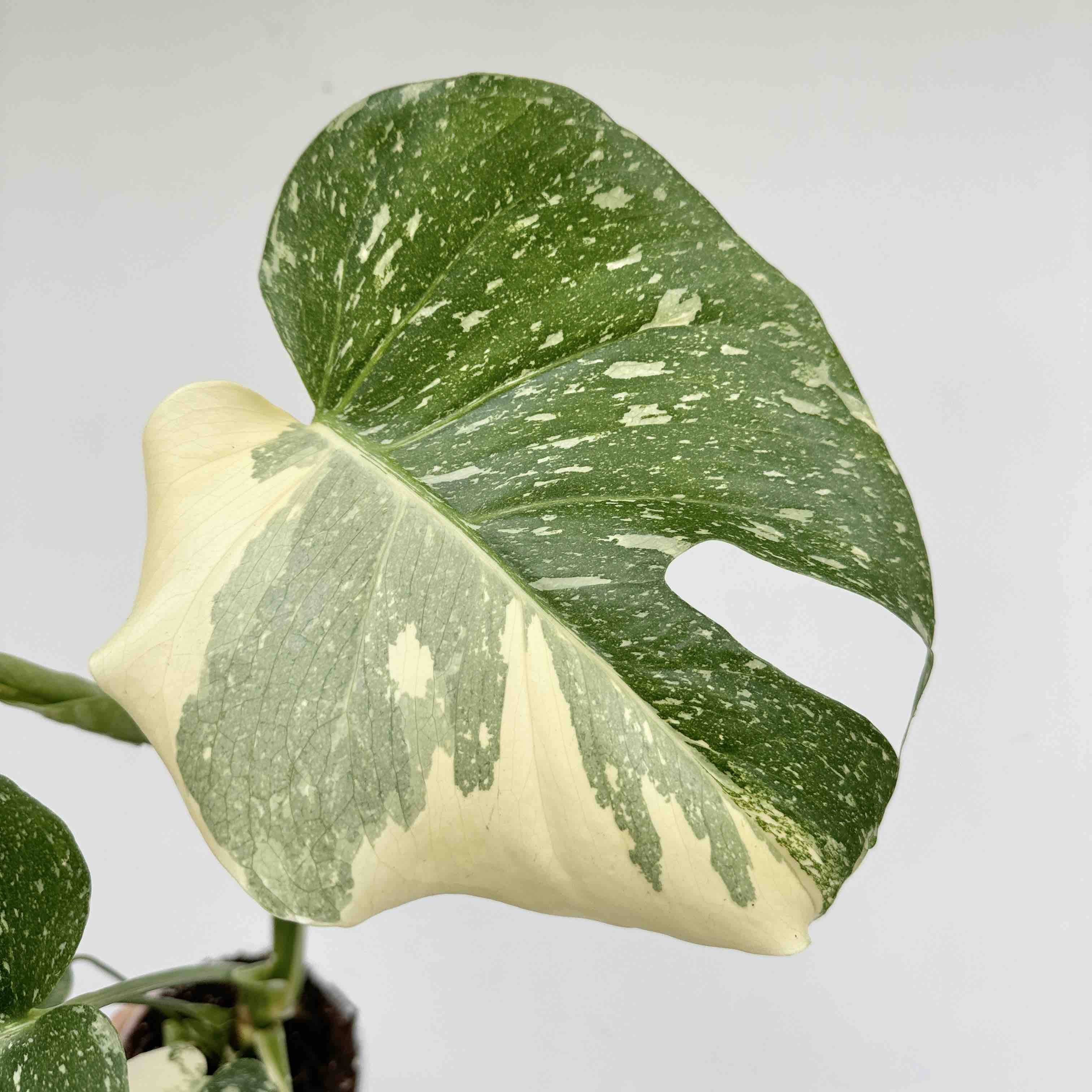 Monstera Thai Constellation - Pot de 9cm - Plantes d'intérieur - Image 9