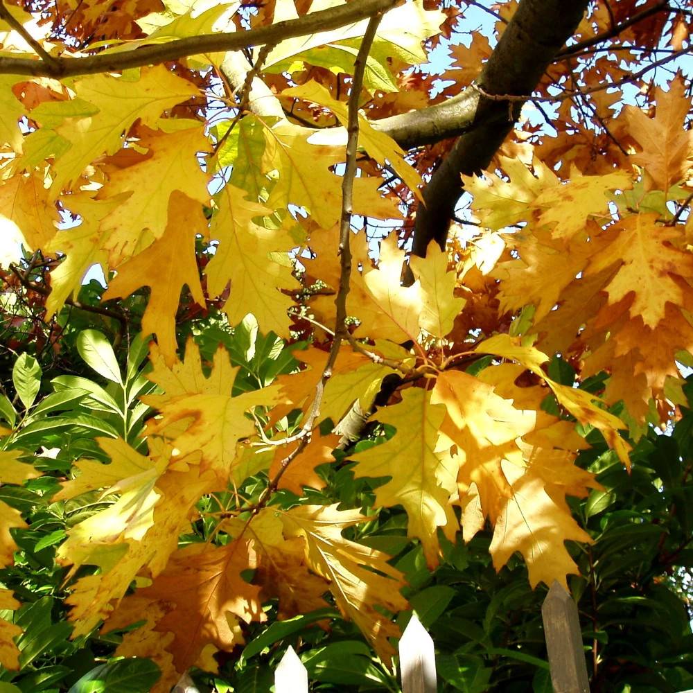 Chêne rouge d'Amérique Boltes Gold, Quercus rubra - Pot de 15L - Baliveau - Image 1