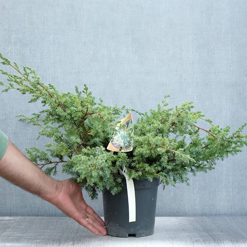 Promesse de Fleurs - Juniperus chinensis Blue Alps - Genévrier de Chine Pot de 2L/3L - Image 2