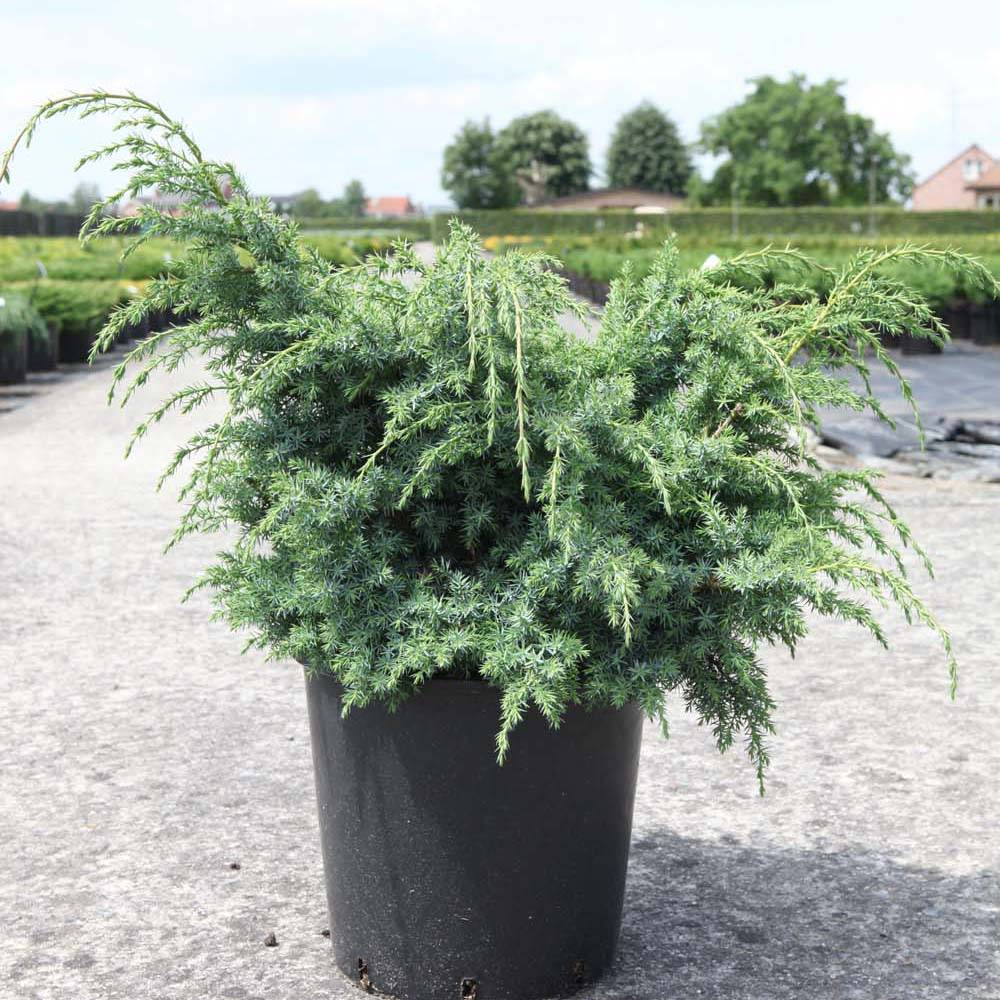 Promesse de Fleurs - Juniperus chinensis Blue Alps - Genévrier de Chine Pot de 2L/3L - Image 1