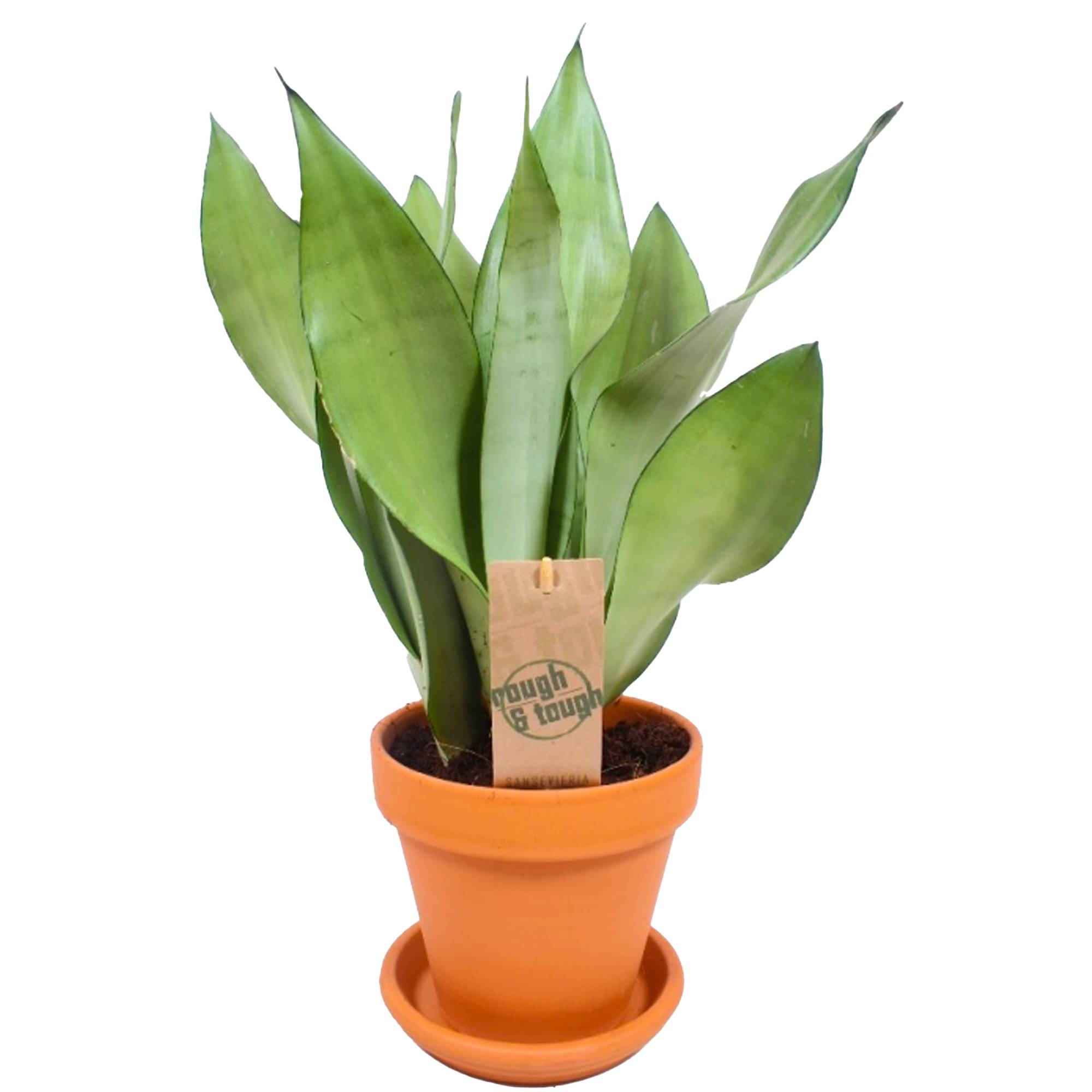 Gardenersdream - Sansevieria Moonshine | Cadeau Plante De 30 À 40 Cm | Superbe Plantes D'Intérieur - GardenersDream - Imagen 2