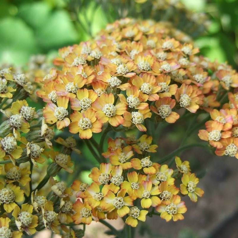 Achillée Terracotta à fleurs Orange - feuillage Caduc - Godet - 5/20 cm-  hauteur à maturité De 0,50 m à 1,00 m - Imagen 1