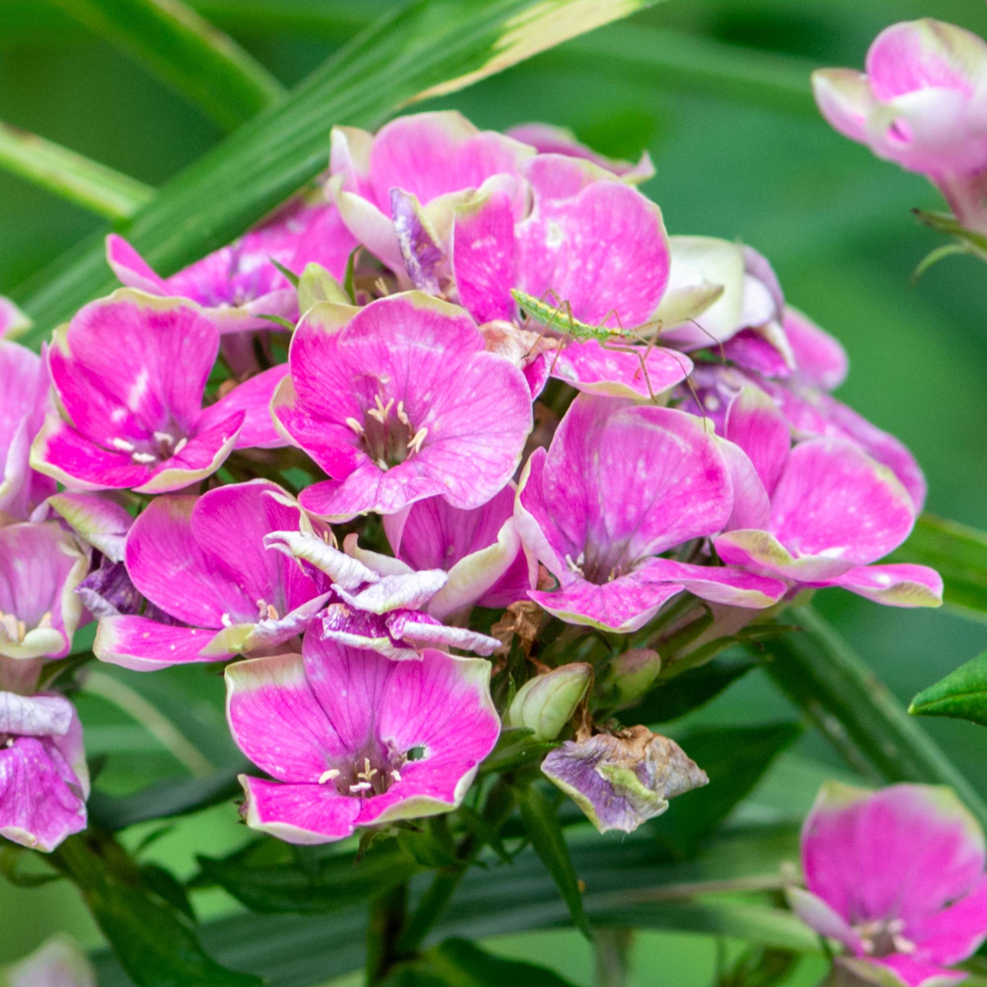 Phlox paniculata Aureole Pot de 2L/3L