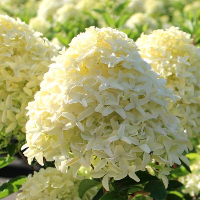 Hydrangea paniculata White Light - Hortensia paniculé Pot de 12 cm / 13 cm